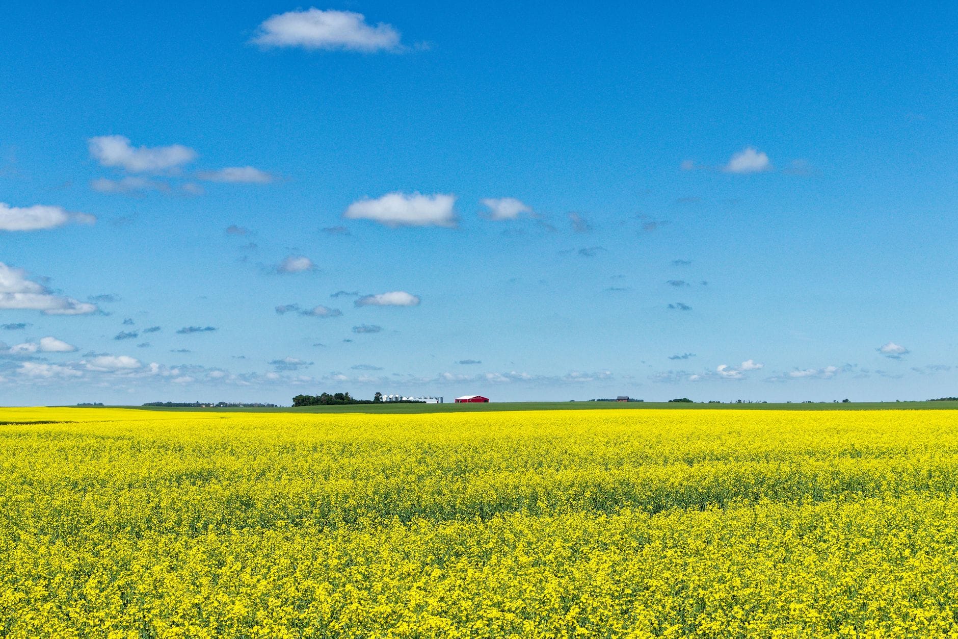 Vast yellow canola field with a distant farmstead under blue sky